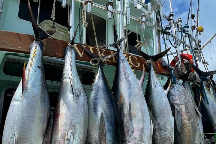 a group of fish in the water