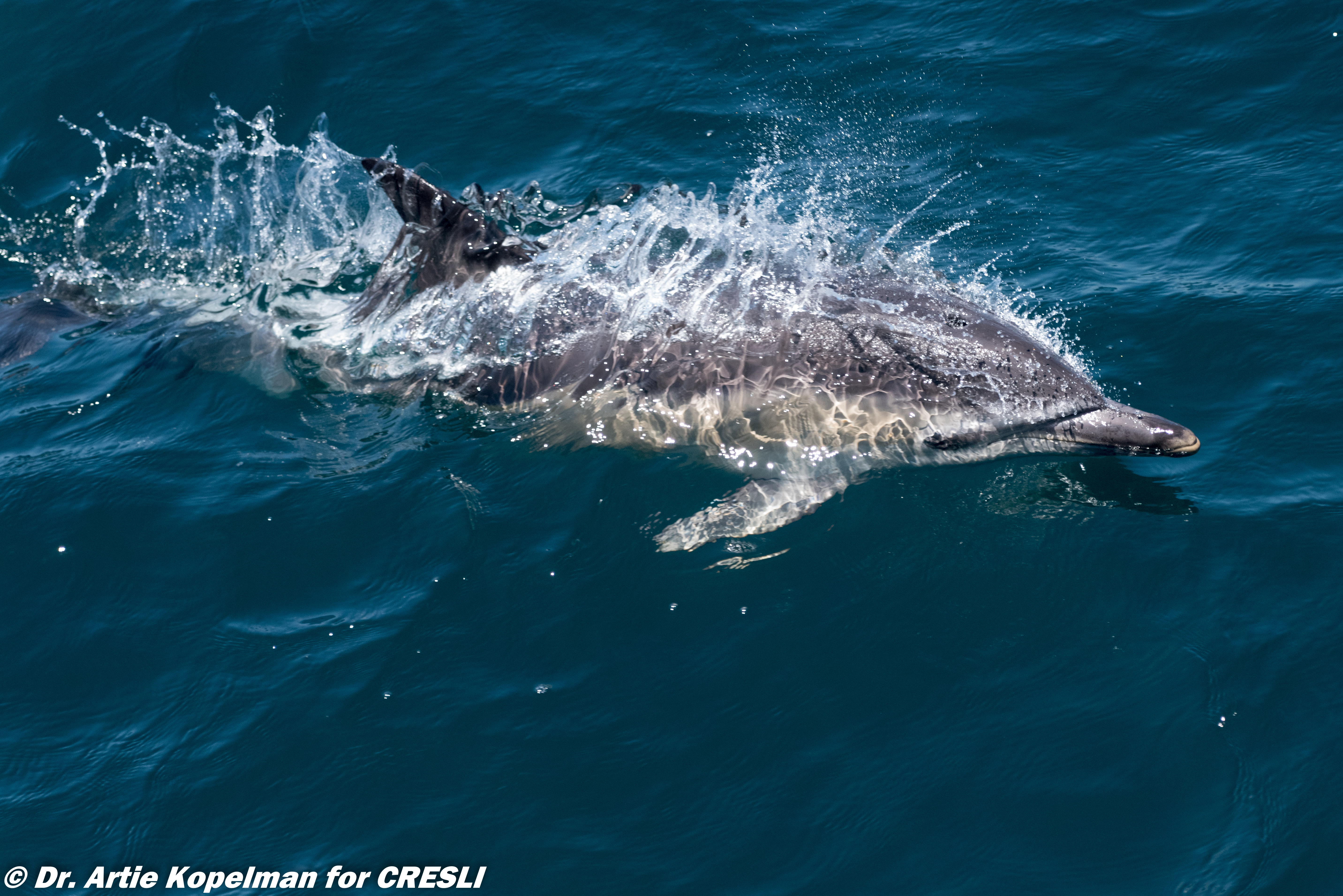 Whale Watching Tour in Montauk, NY | Viking Fleet