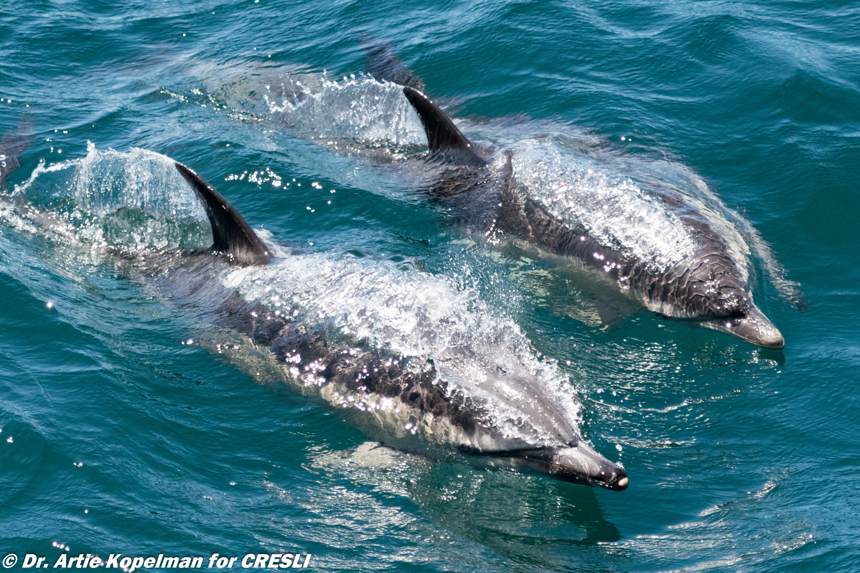 Whale Watching Tour in Montauk, NY | Viking Fleet