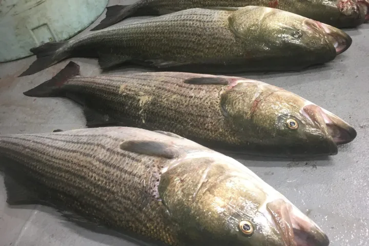 a close up of a fish