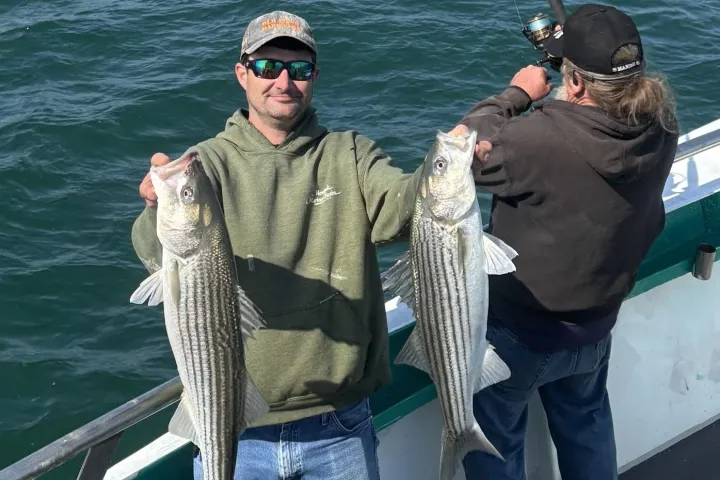 Two men on a boat fishing; one holds two large striped bass, the other is reeling in a fish.