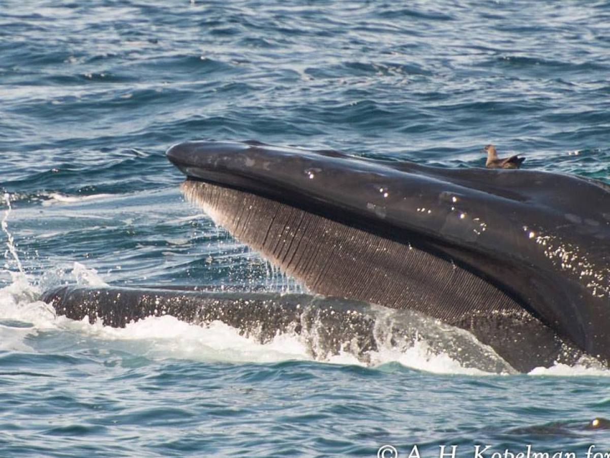 Whale Watching Tour in Montauk, NY | Viking Fleet