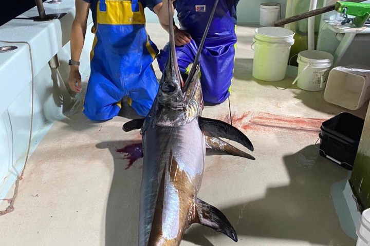 a person holding a fish