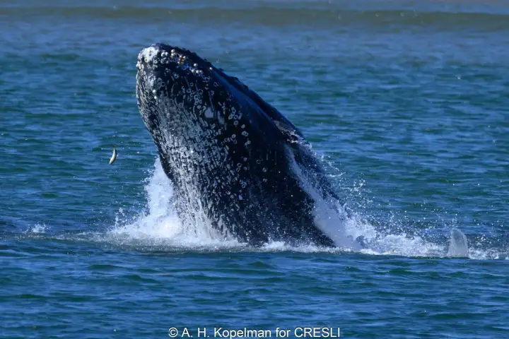 Humpback whale breaching with small fish nearby in the ocean.