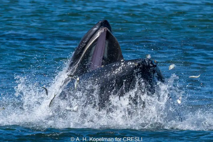 Whale breaching water with open mouth and fish near surface.
