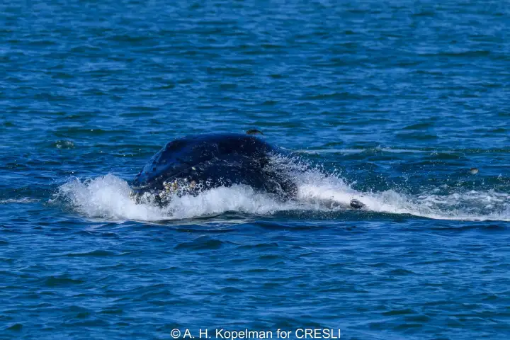 Whale surfacing in the ocean, creating white splashes.