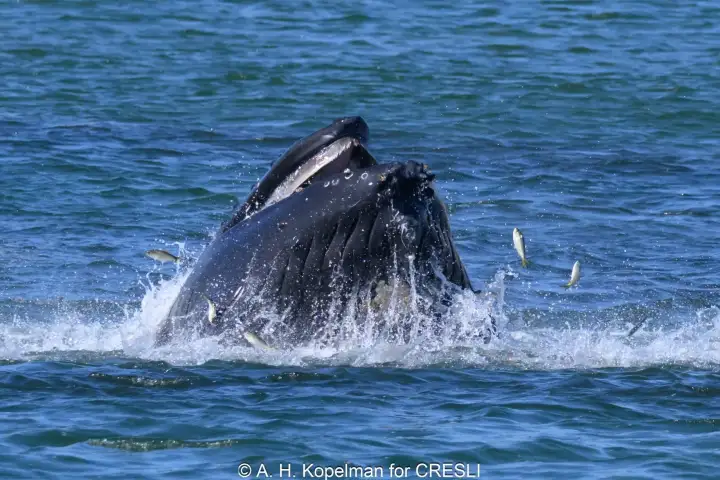 Whale surfacing with mouth open, fish jumping nearby in ocean.