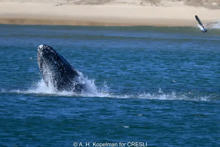 Whale breaching in ocean near sandy shore with a flying seagull.