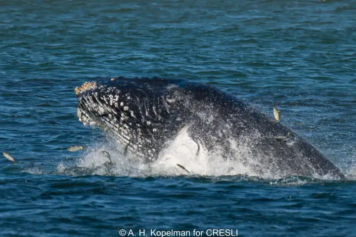 Whale breaching water surface with small fish in the air.