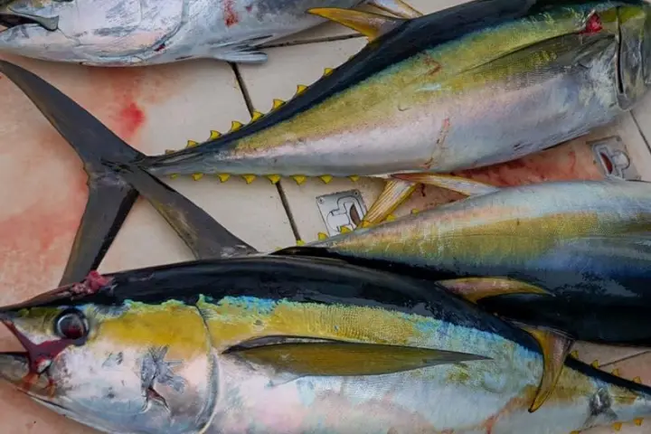 a close up of a fish