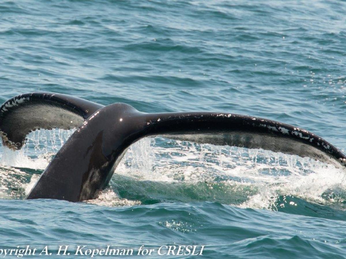 Whale Watching Tour in Montauk, NY | Viking Fleet