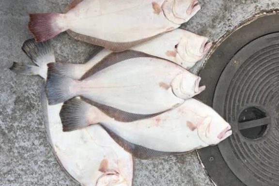 a cat sitting on top of shoes