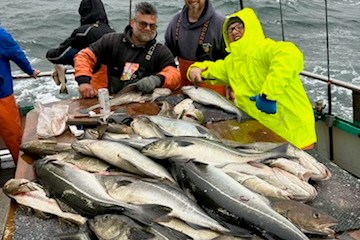 a group of fish in the water