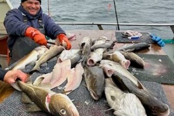 a group of fish in the water