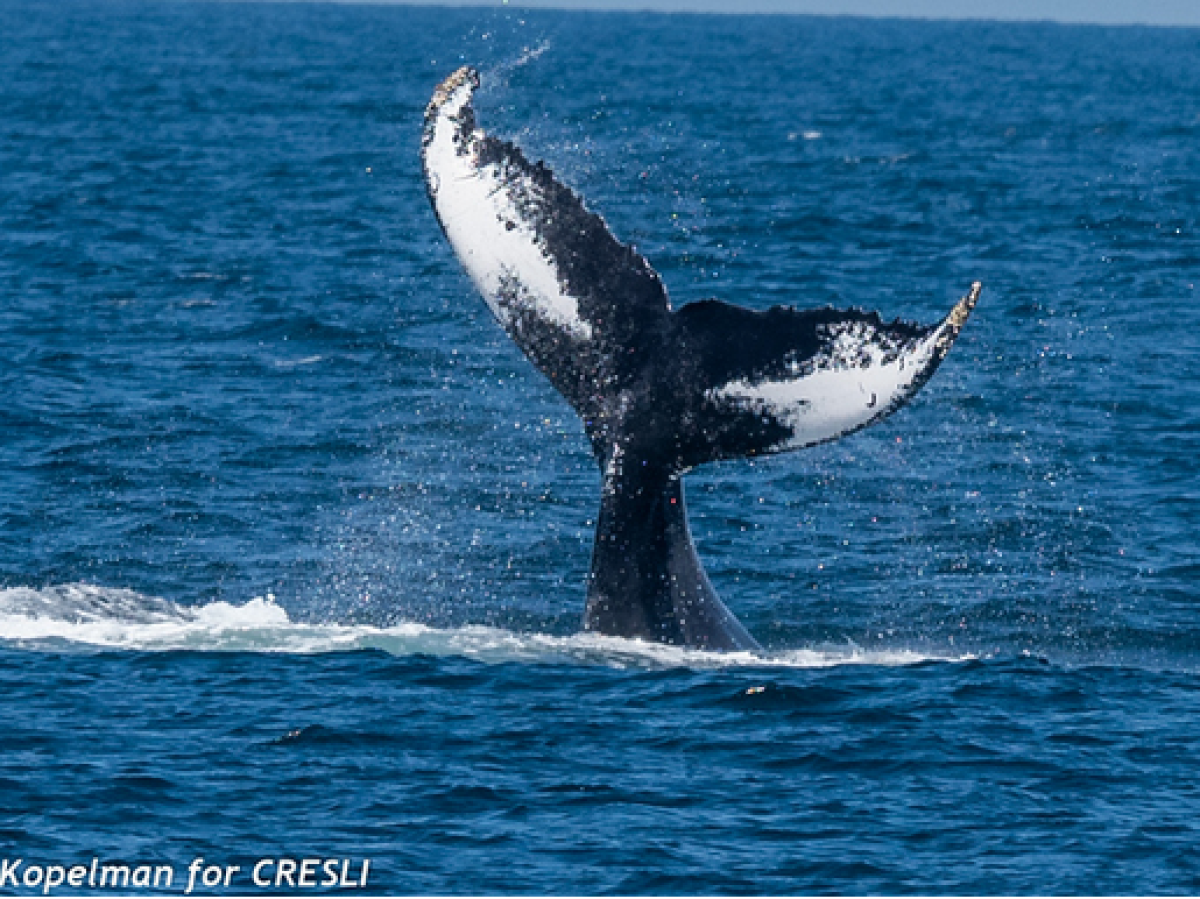 a whale jumping out of the water