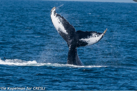 a whale jumping out of the water
