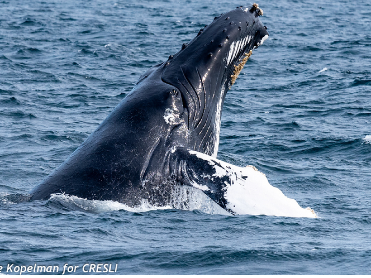 a whale jumping out of the water