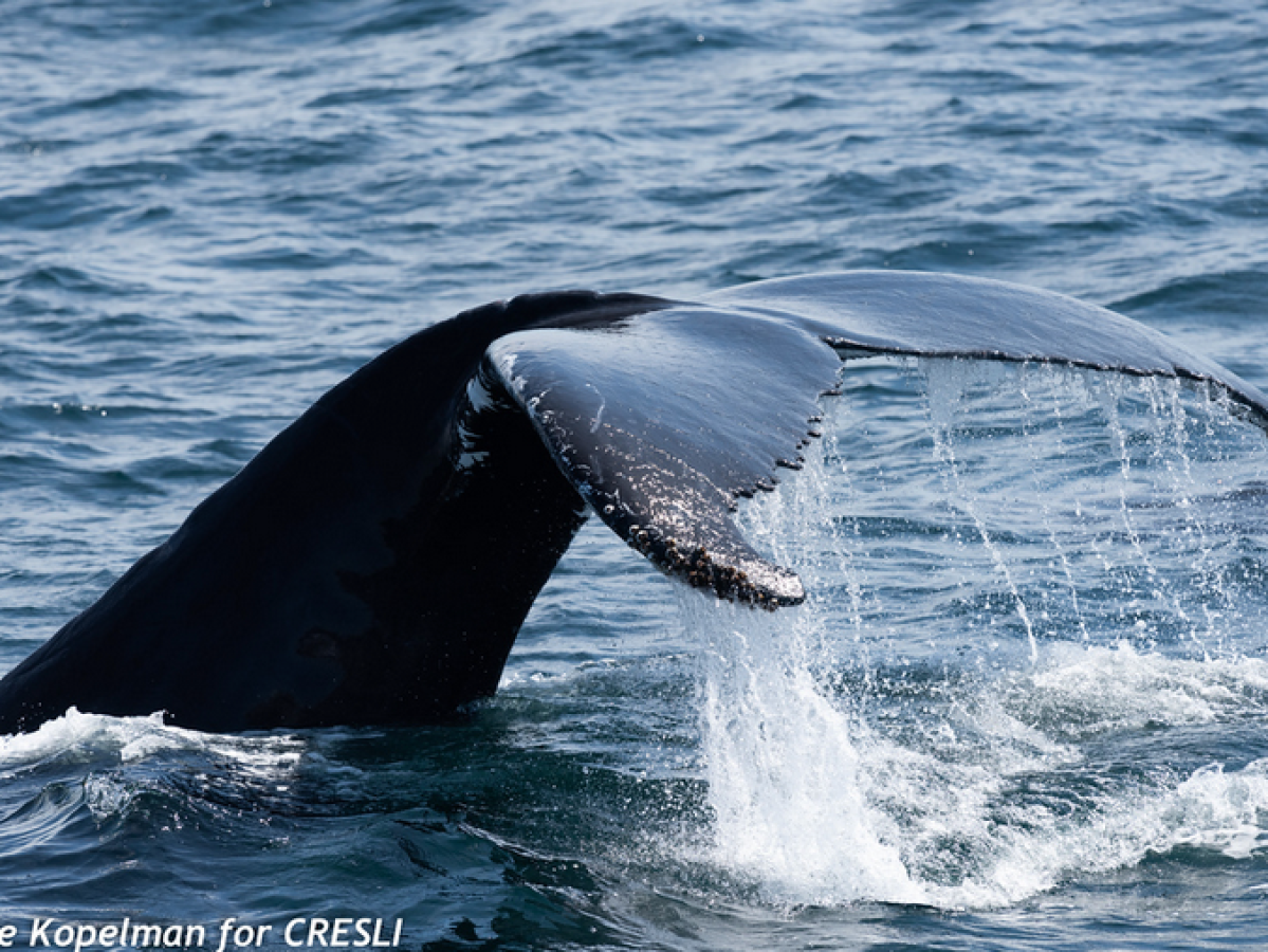 a whale jumping out of the water