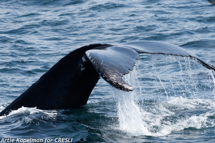 a whale jumping out of the water