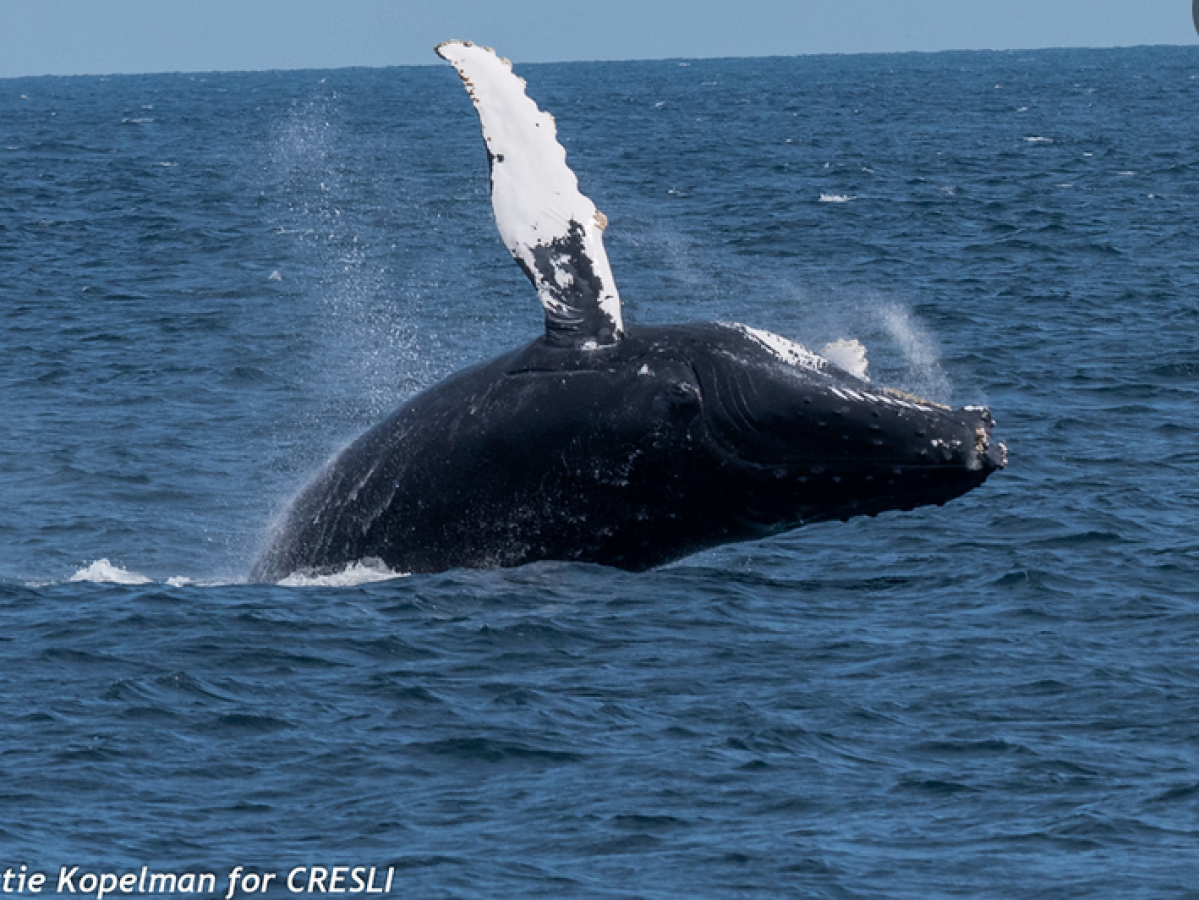 a whale jumping out of the water