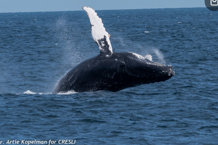 a whale jumping out of the water