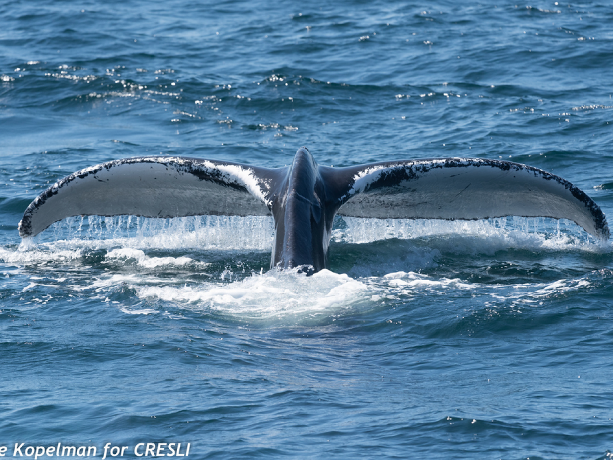 a whale jumping out of the water