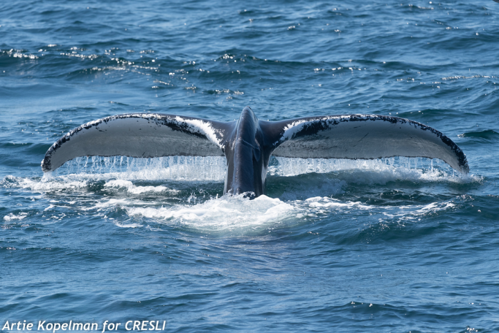 a whale jumping out of the water