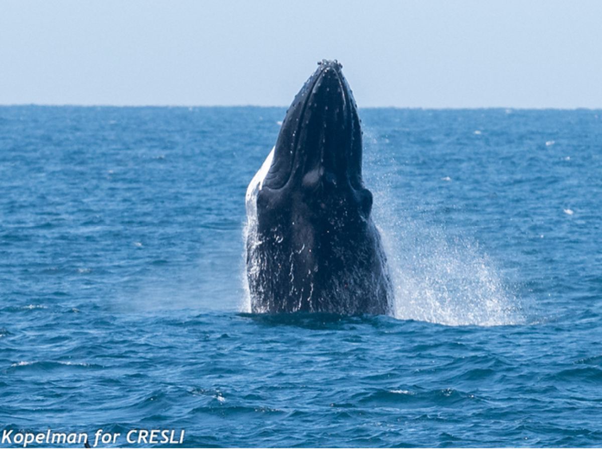 a whale jumping out of the water