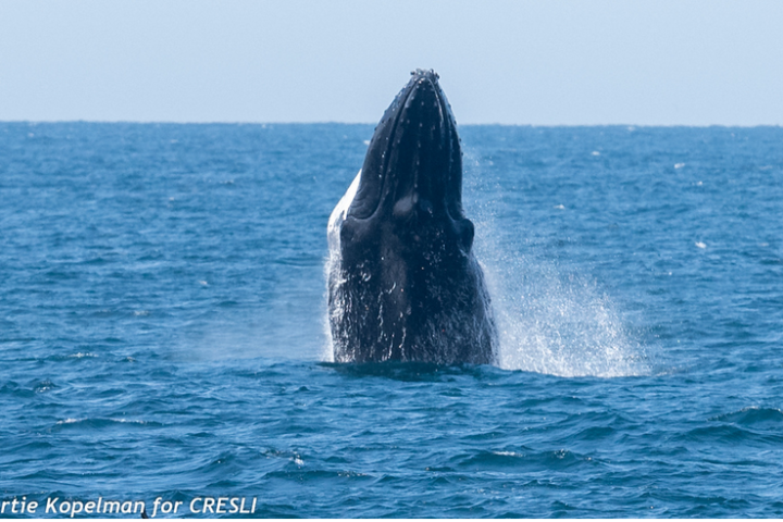 a whale jumping out of the water