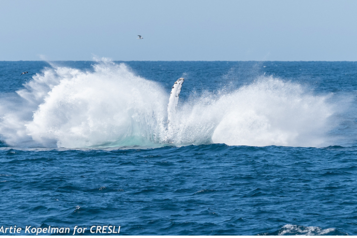 a man riding a wave in the ocean