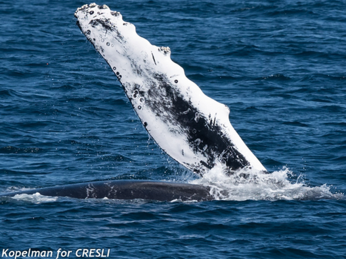 a whale jumping out of the water