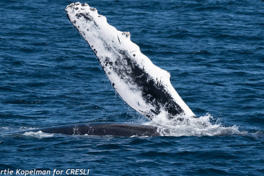 a whale jumping out of the water