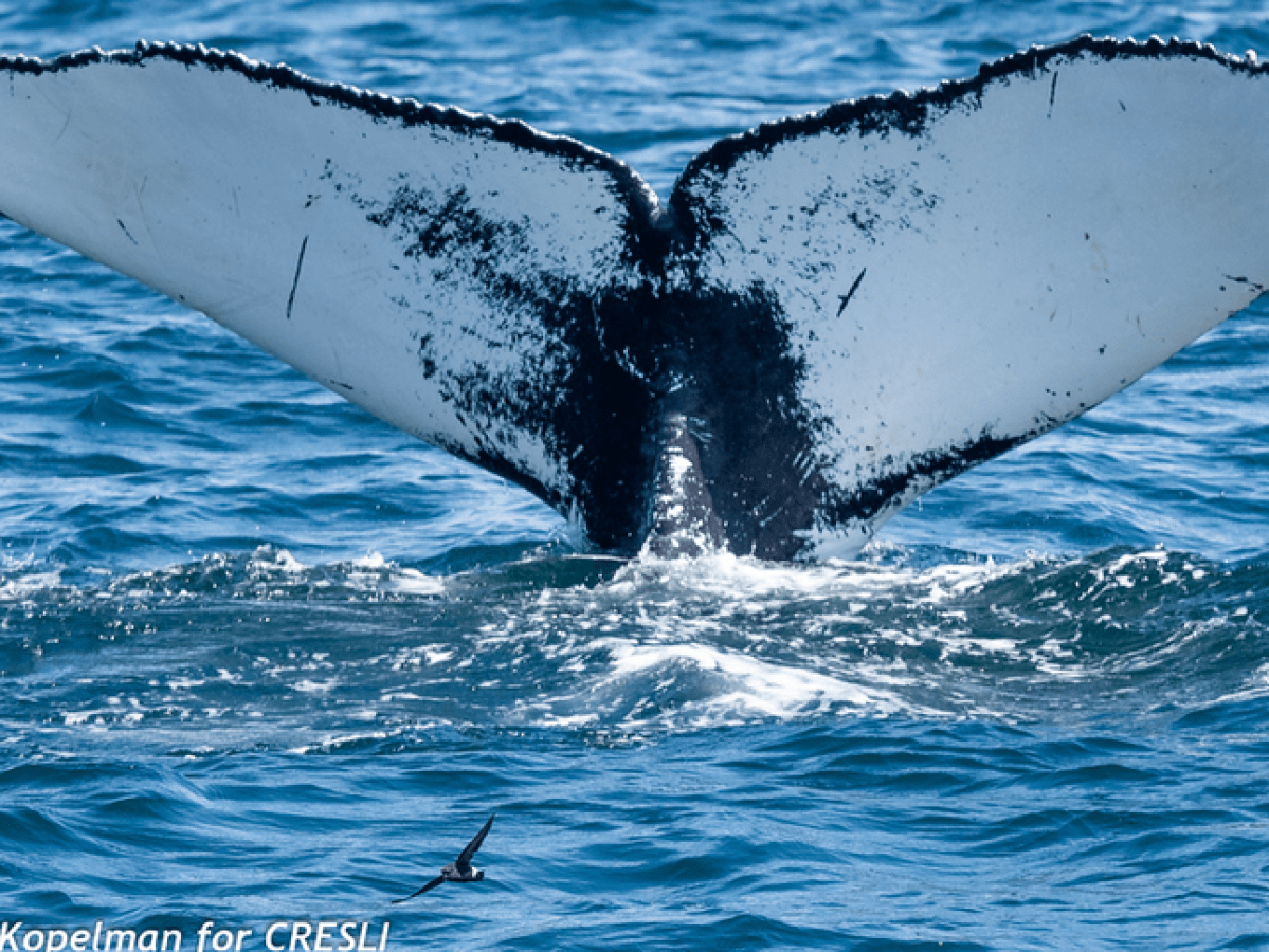 a whale jumping out of the water