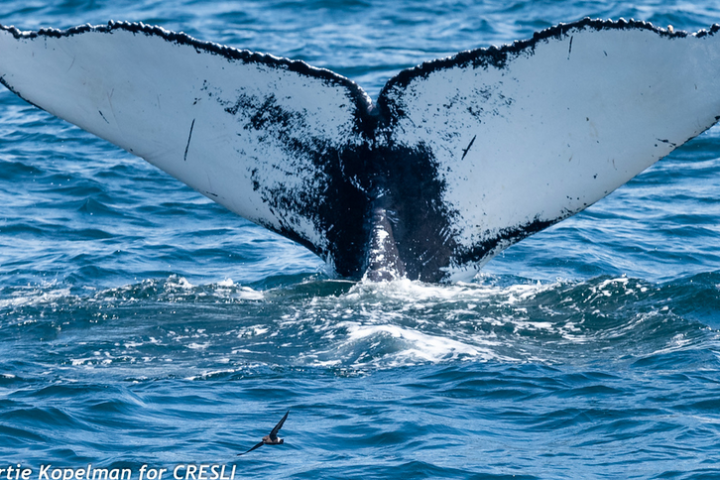 a whale jumping out of the water