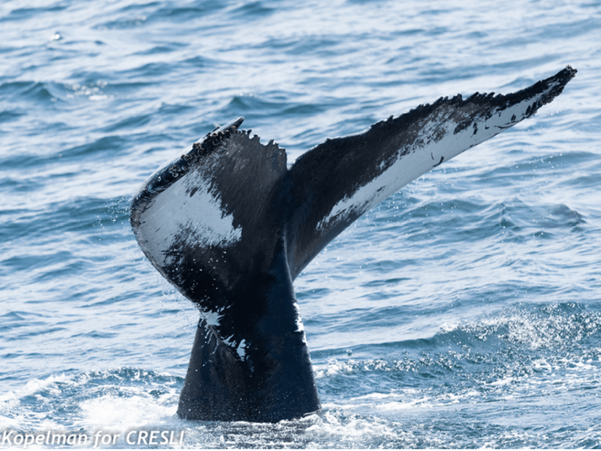 a whale jumping out of the water