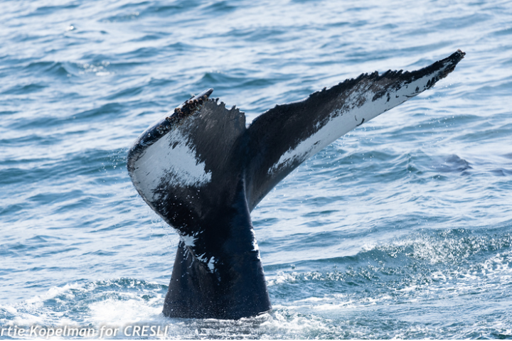 a whale jumping out of the water