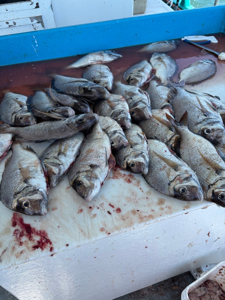Pile of freshly caught fish on a blood-stained table.