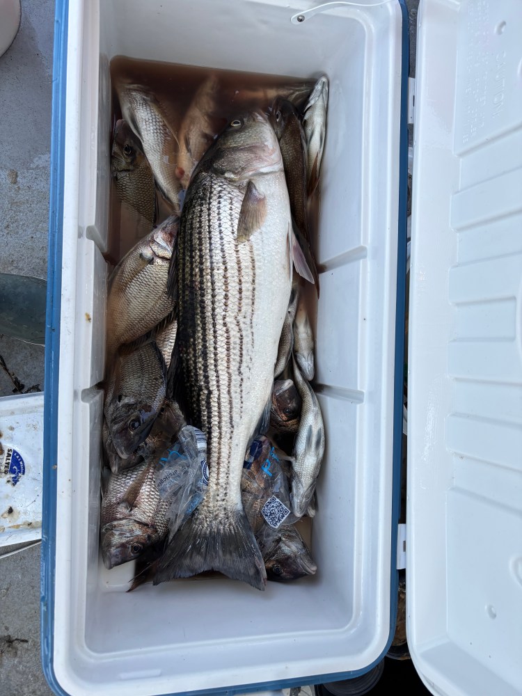Cooler filled with various fish, including a large striped bass on top.